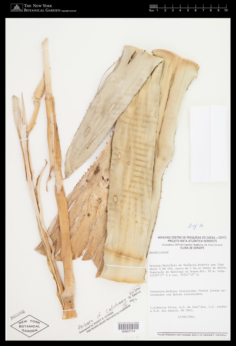 Aechmea callichroma