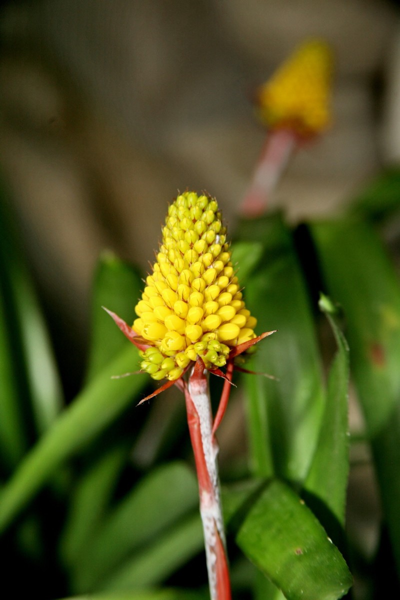 Aechmea calyculata