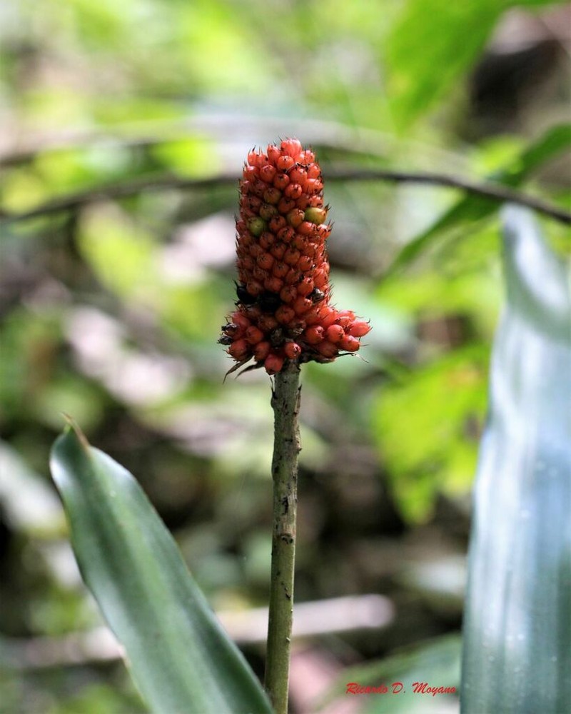 Aechmea calyculata photo 2