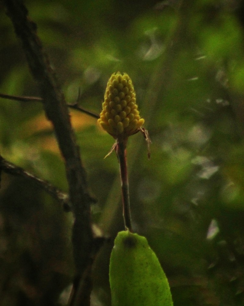 Aechmea calyculata photo 3