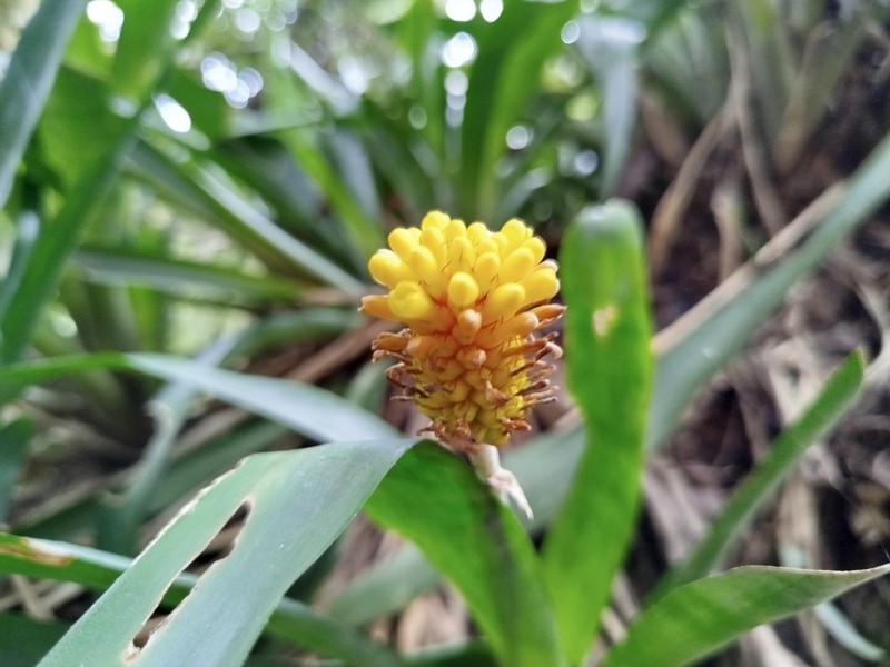 Aechmea calyculata photo 5