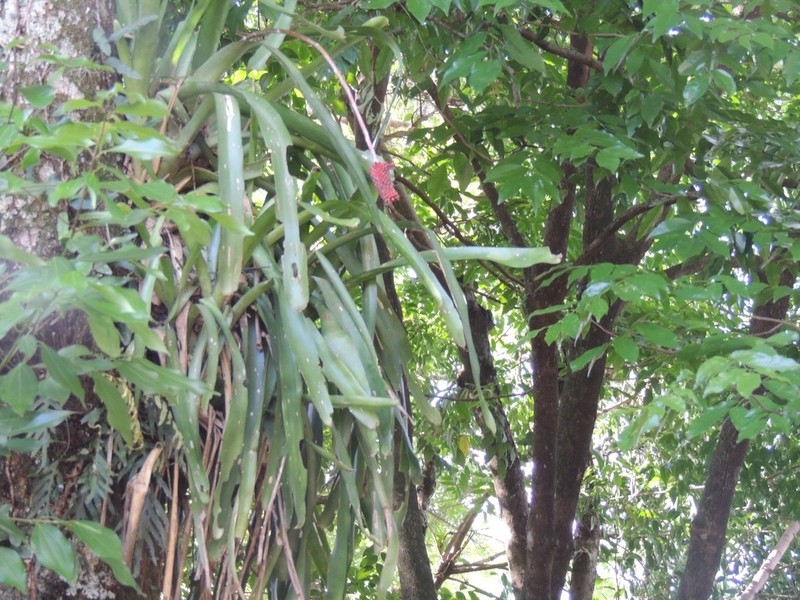 Aechmea calyculata photo 7