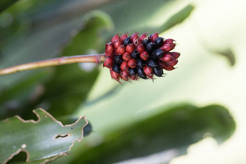 Aechmea calyculata photo 8