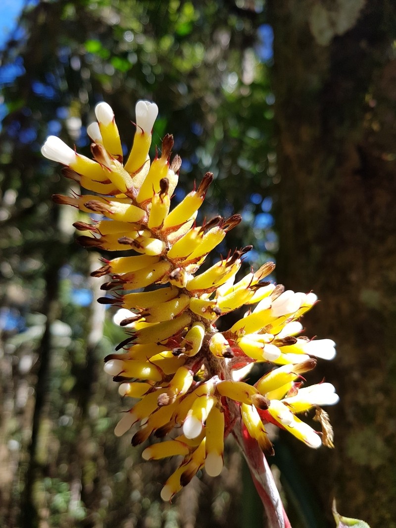 Aechmea candida photo 3