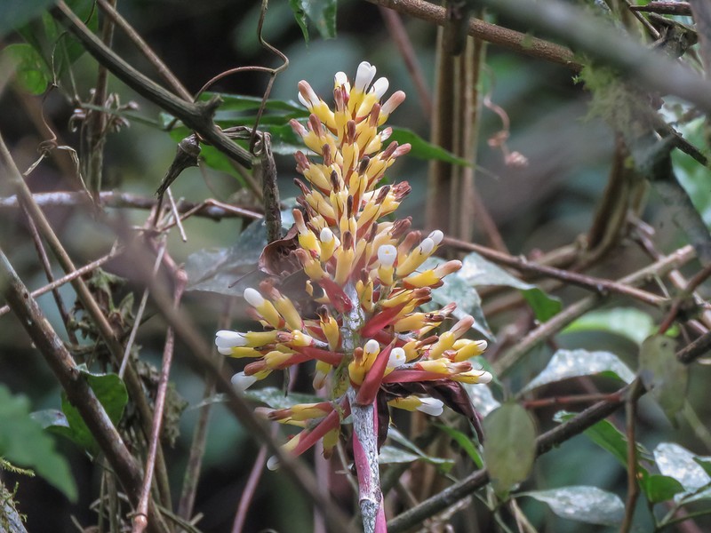 Aechmea candida photo 4