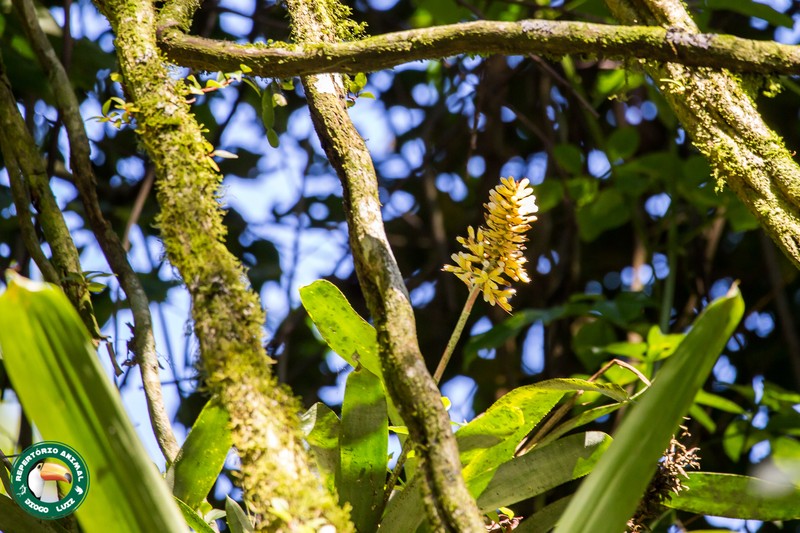 Aechmea candida photo 6