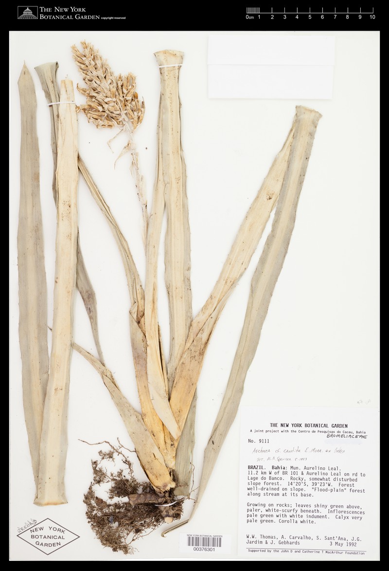 Aechmea candida photo 7