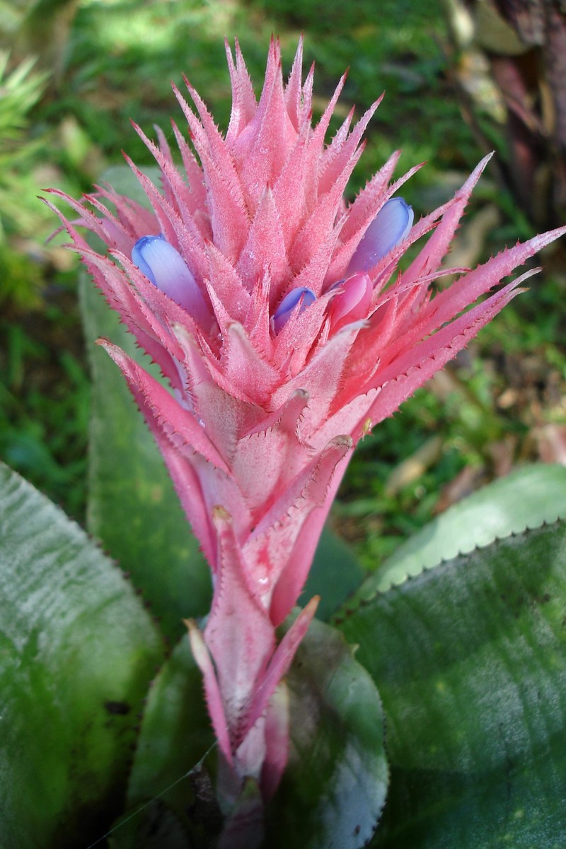 Aechmea capixabae