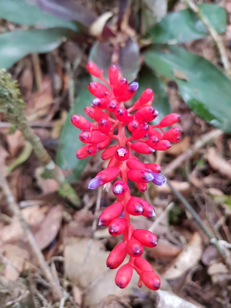 Aechmea capixabae photo 2
