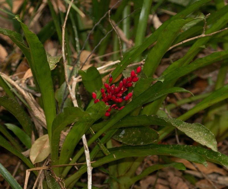 Aechmea capixabae photo 3