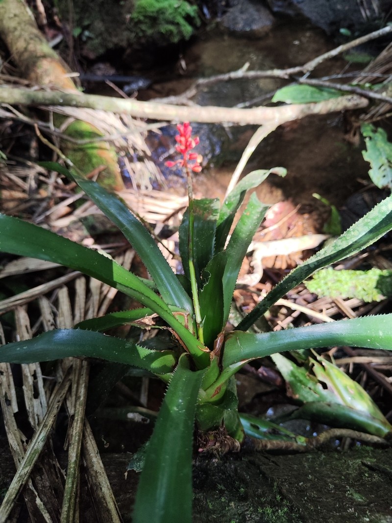 Aechmea capixabae photo 4