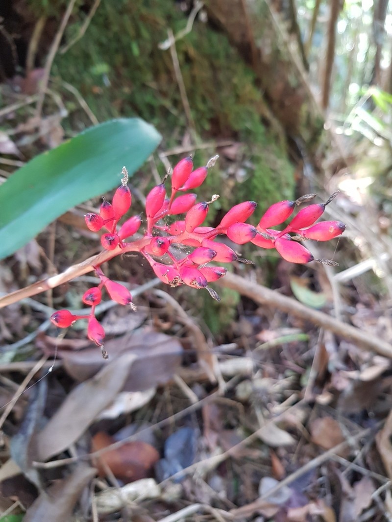 Aechmea capixabae photo 5