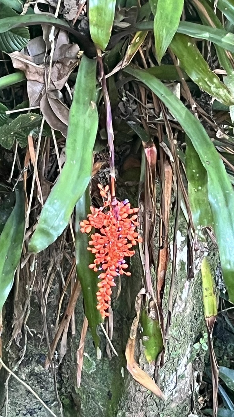 Aechmea capixabae photo 6