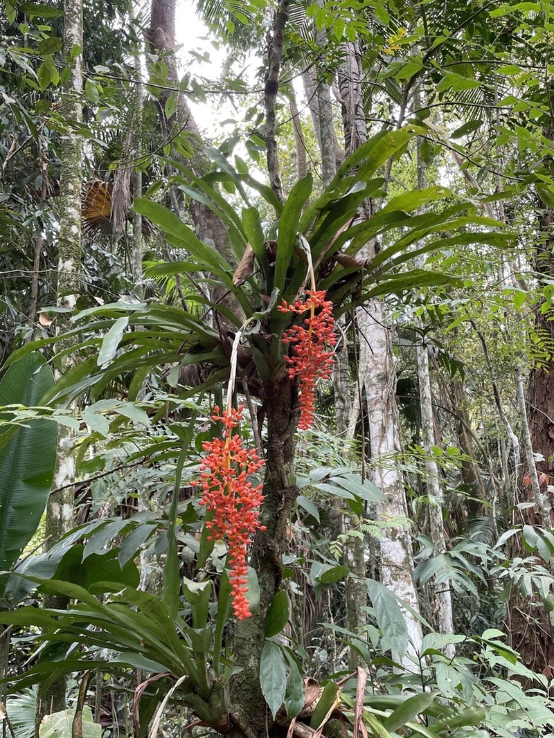Aechmea capixabae photo 8