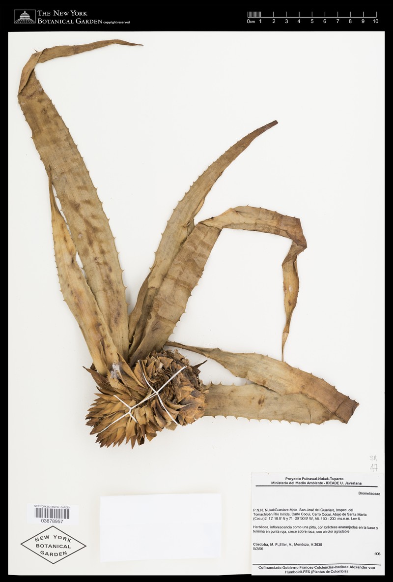 Aechmea cardenasii