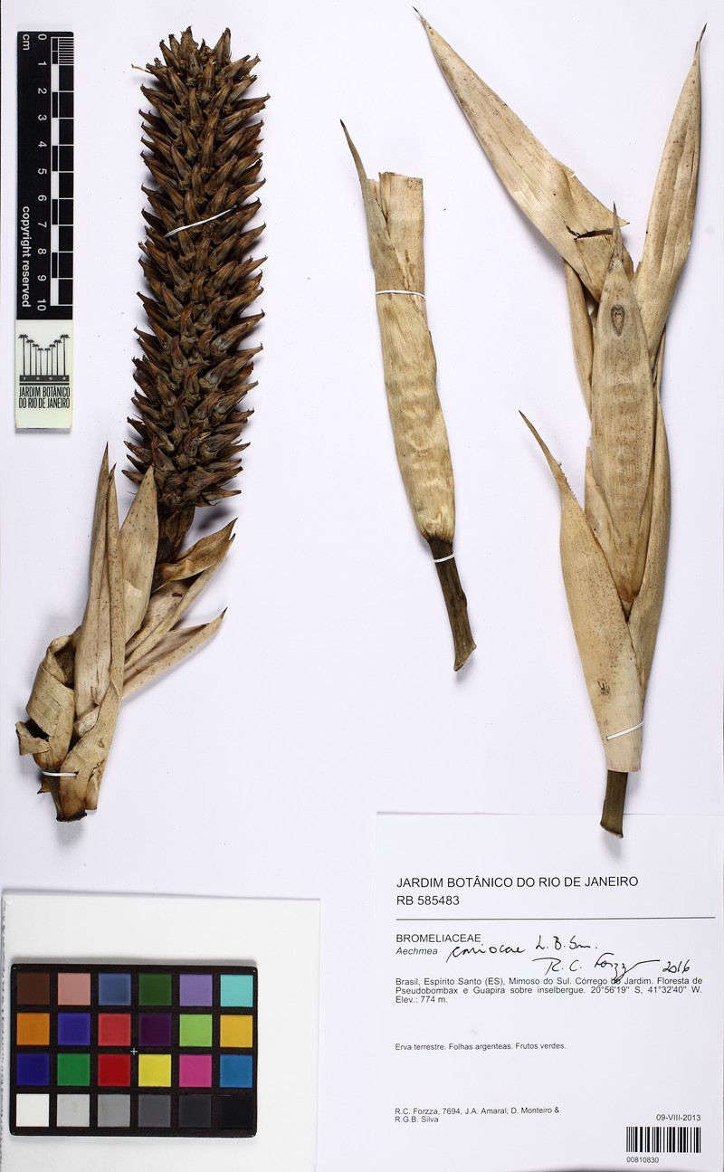 Aechmea cariocae photo 2