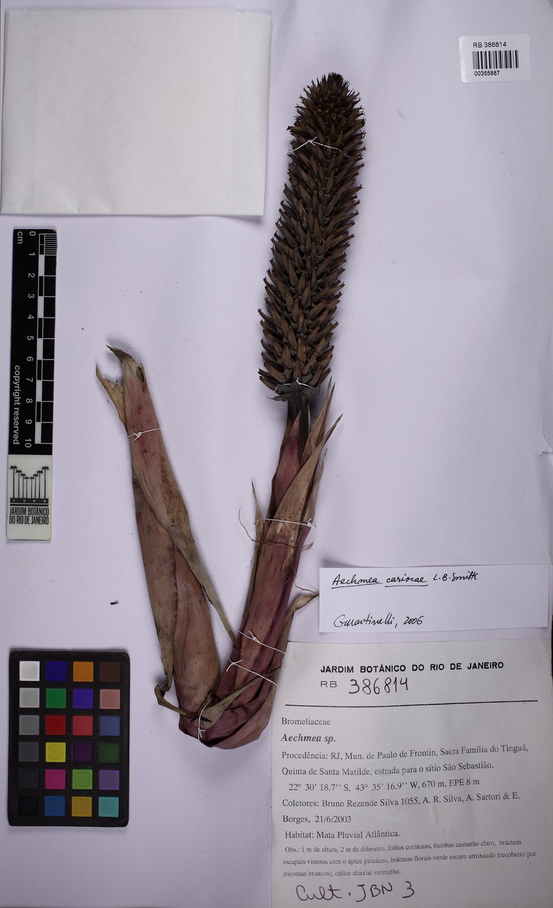Aechmea cariocae photo 3