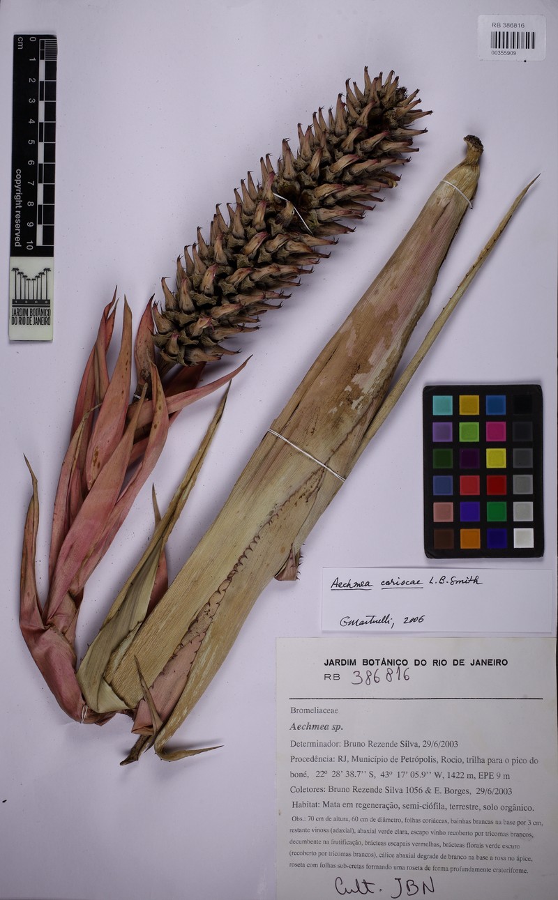 Aechmea cariocae photo 4