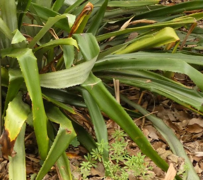 Aechmea cariocae photo 6