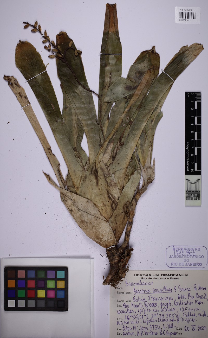 Aechmea carvalhoi photo 2