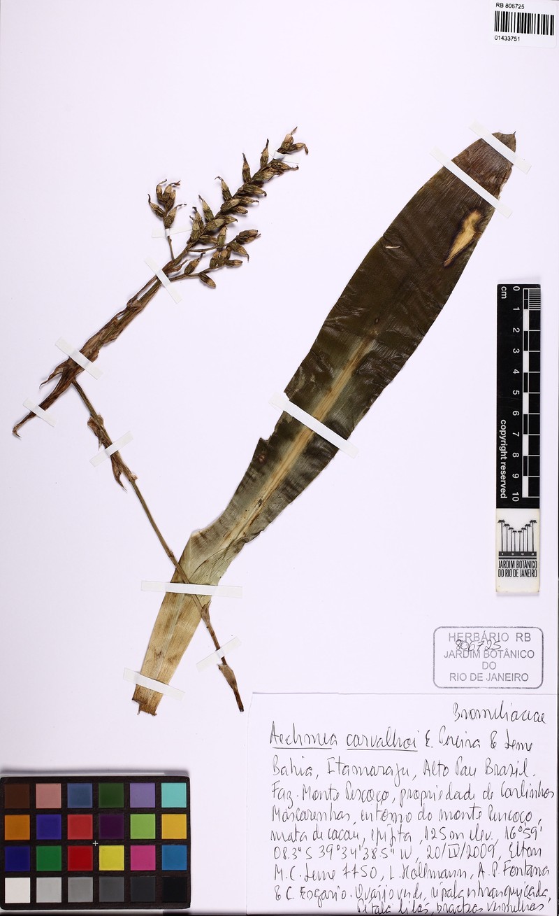 Aechmea carvalhoi photo 3