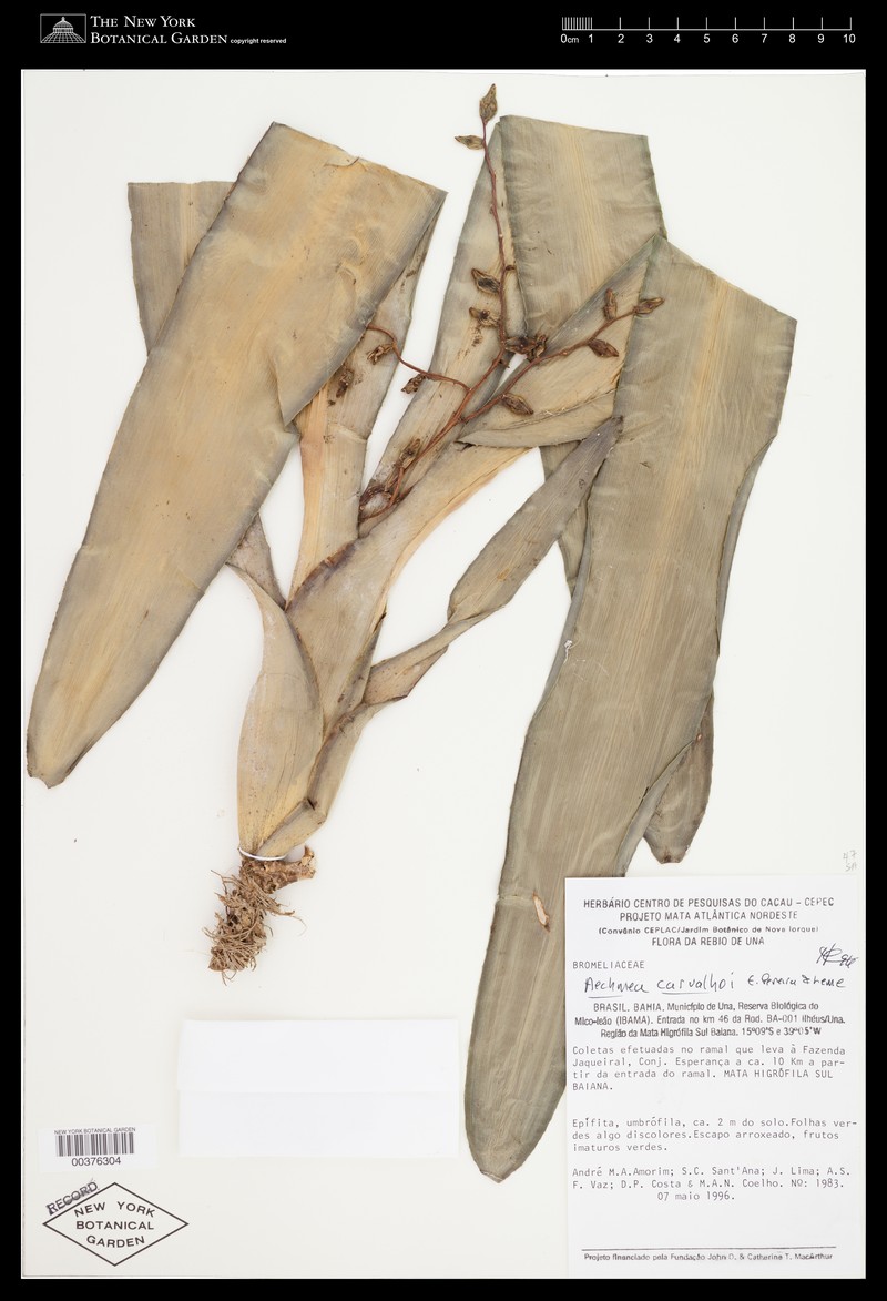 Aechmea carvalhoi photo 4