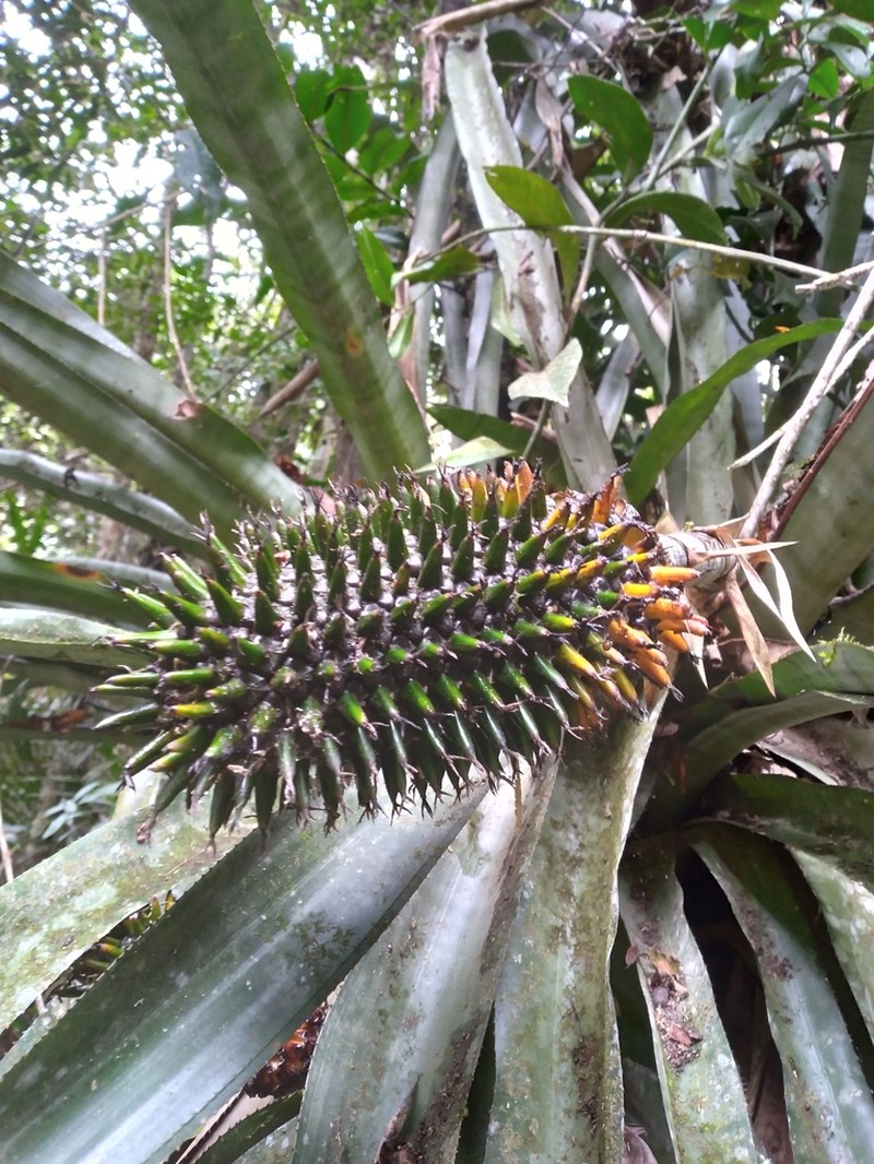 Aechmea castanea photo 2