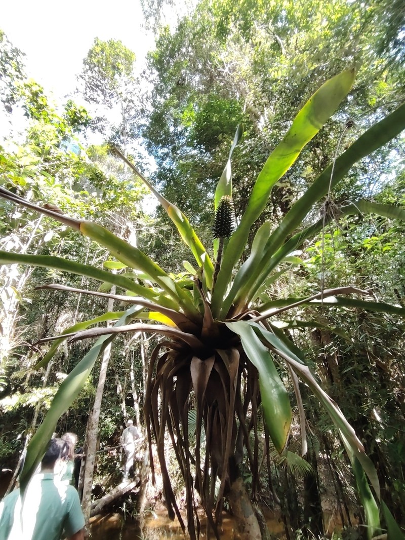 Aechmea castanea photo 3