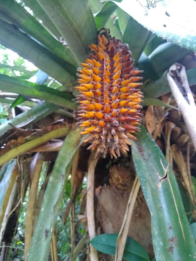 Aechmea castanea photo 4