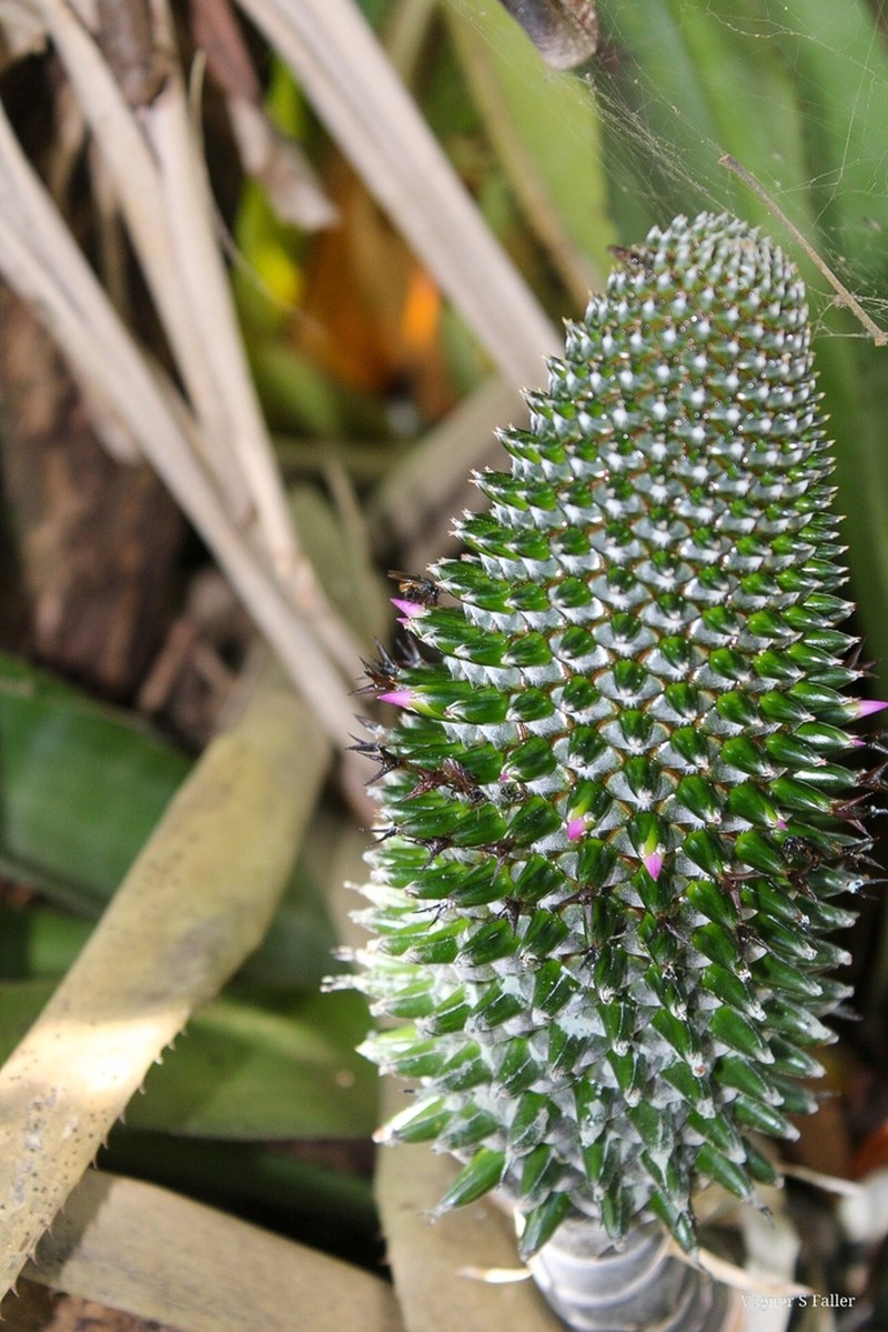 Aechmea castanea photo 5