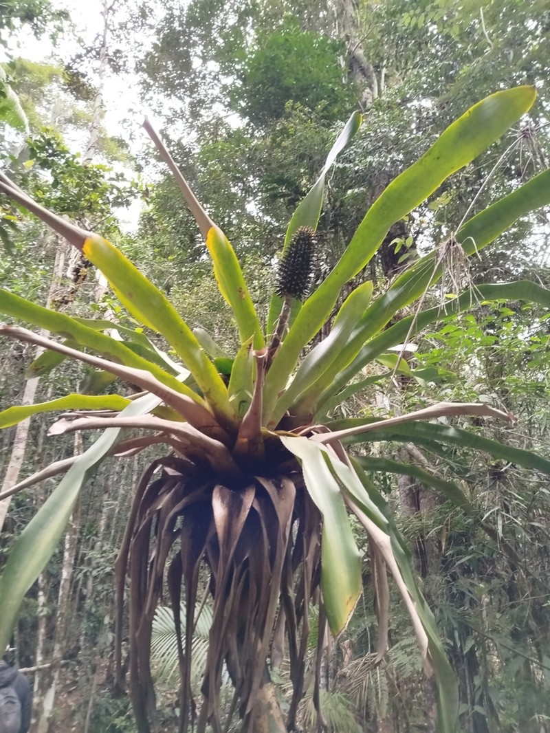 Aechmea castanea photo 7