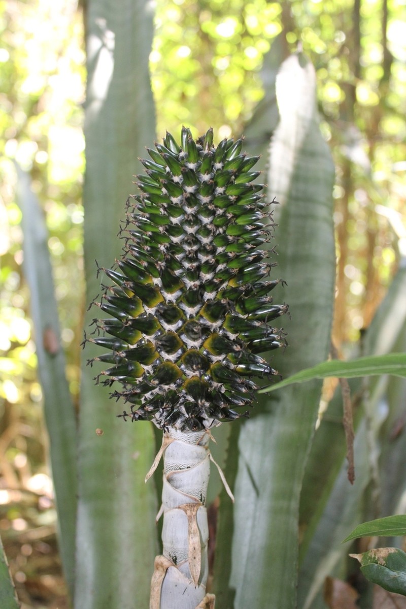 Aechmea castanea photo 8
