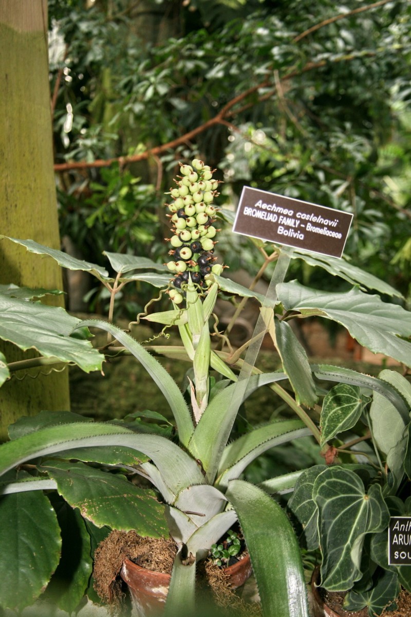 Aechmea castelnavii