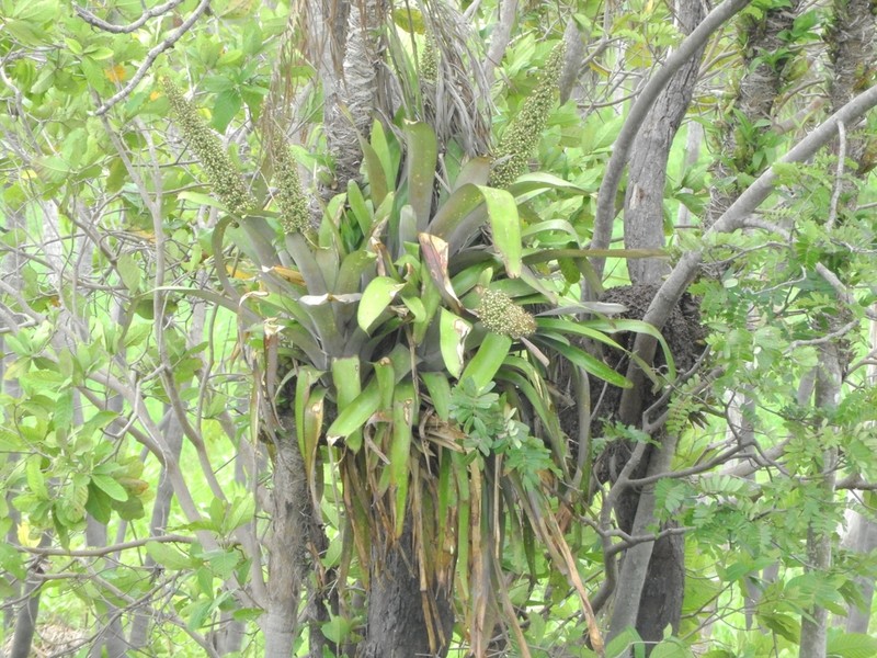 Aechmea castelnavii photo 2