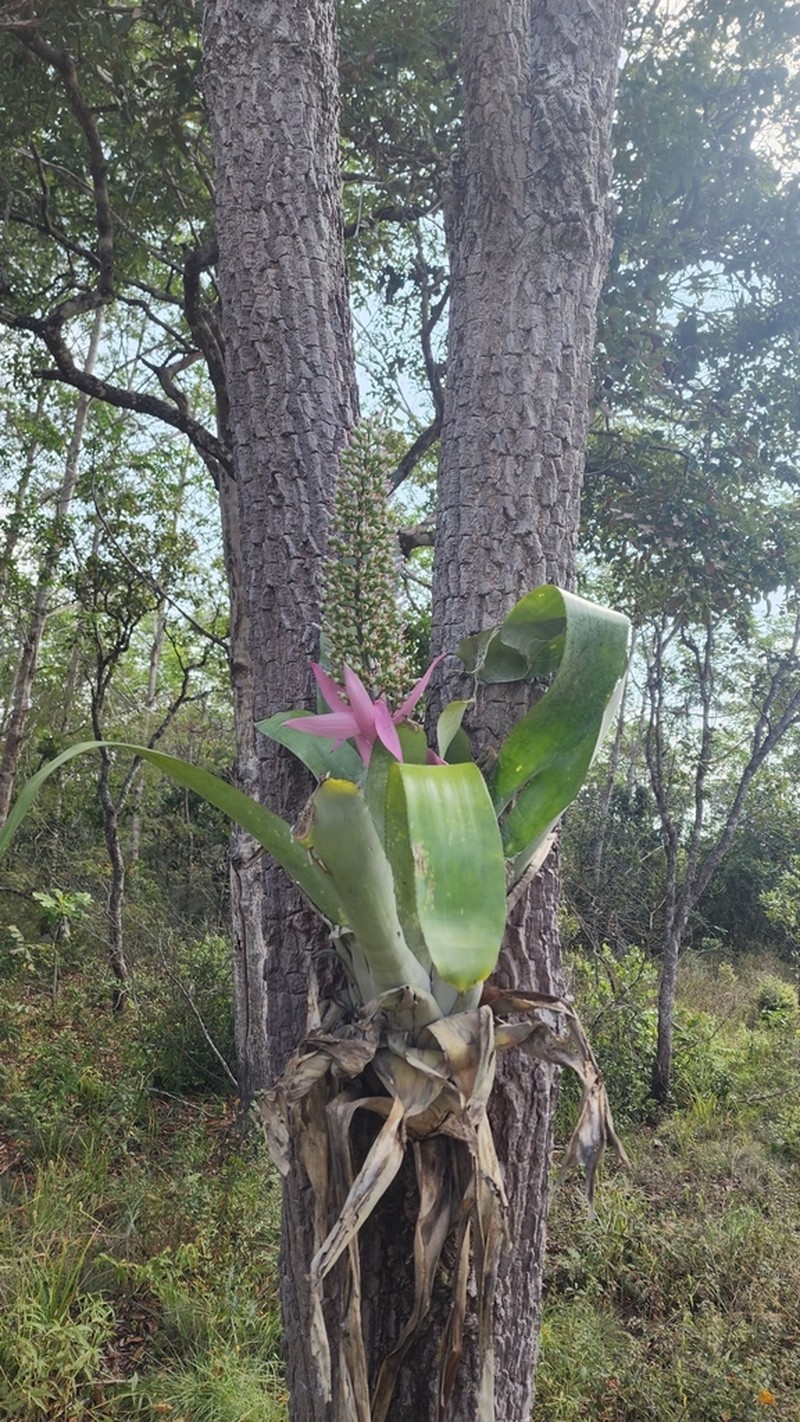 Aechmea castelnavii photo 3