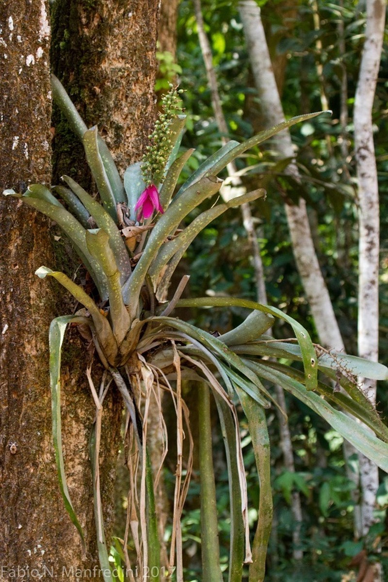 Aechmea castelnavii photo 4