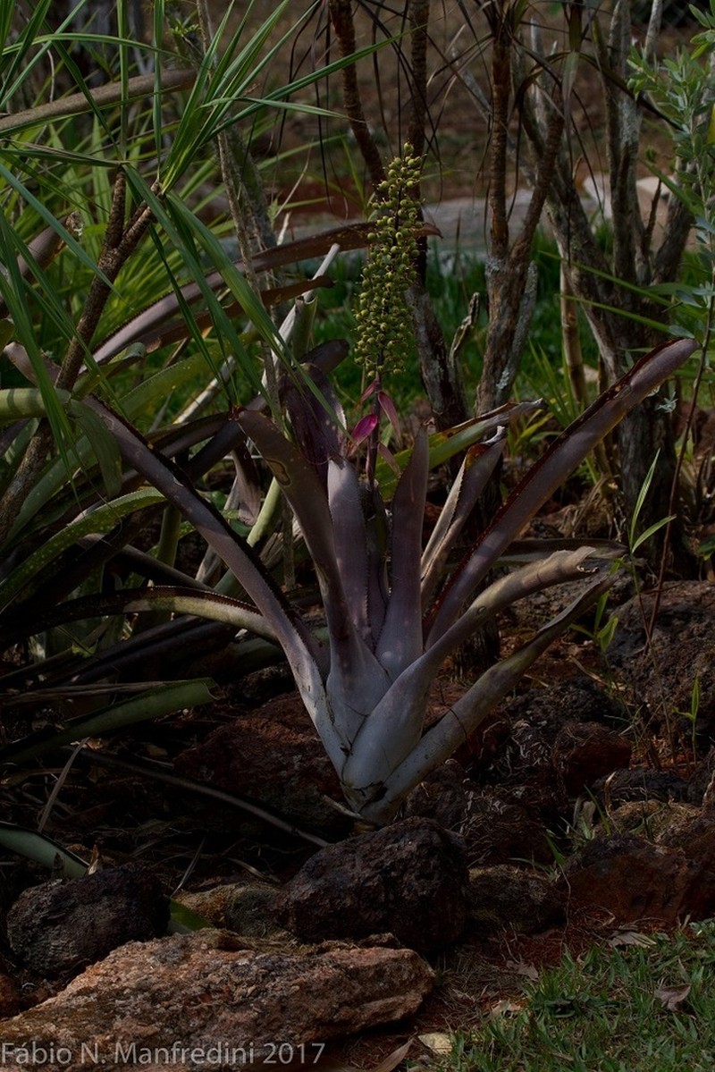 Aechmea castelnavii photo 5