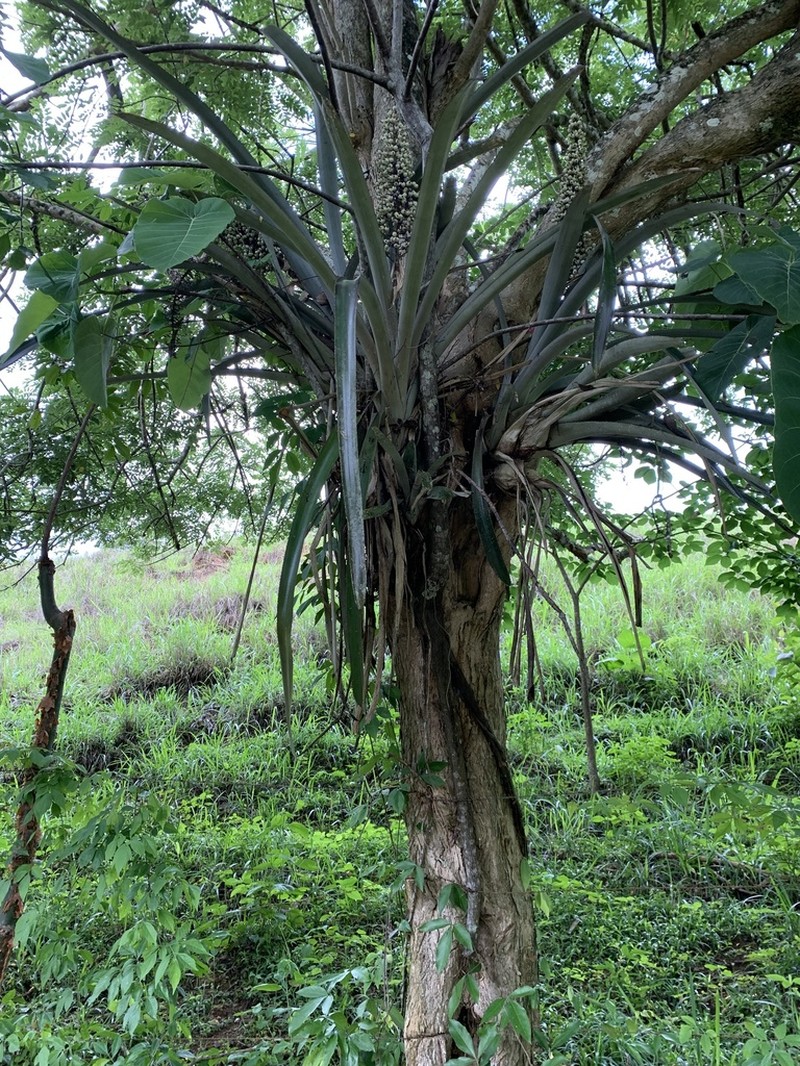 Aechmea castelnavii photo 6