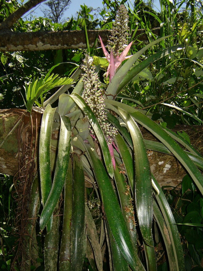 Aechmea castelnavii photo 7