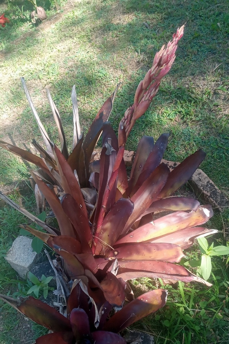 Aechmea catendensis photo 2