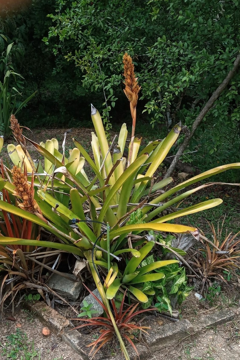 Aechmea catendensis photo 3