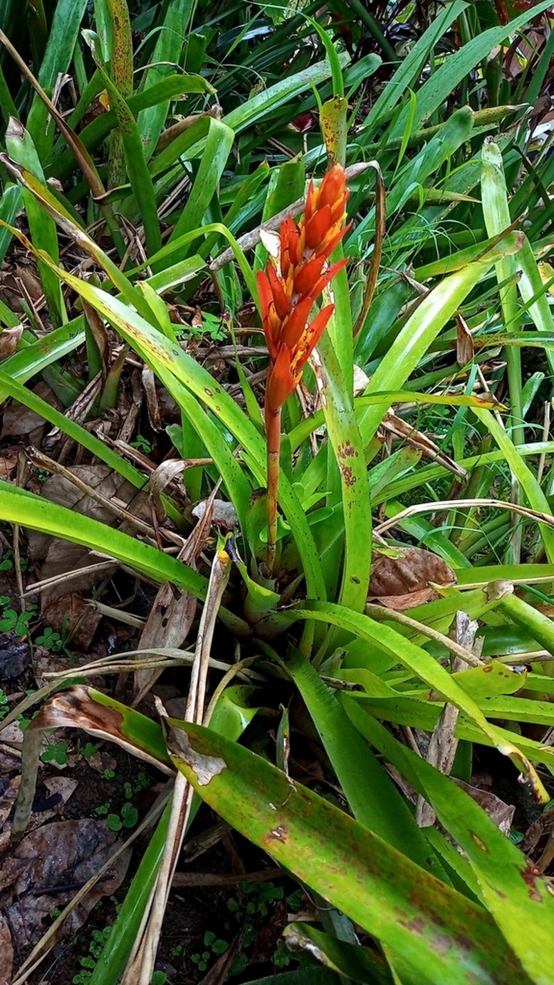 Aechmea catendensis photo 4