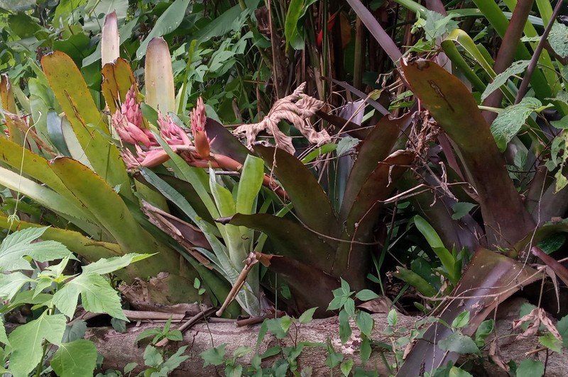 Aechmea catendensis photo 5