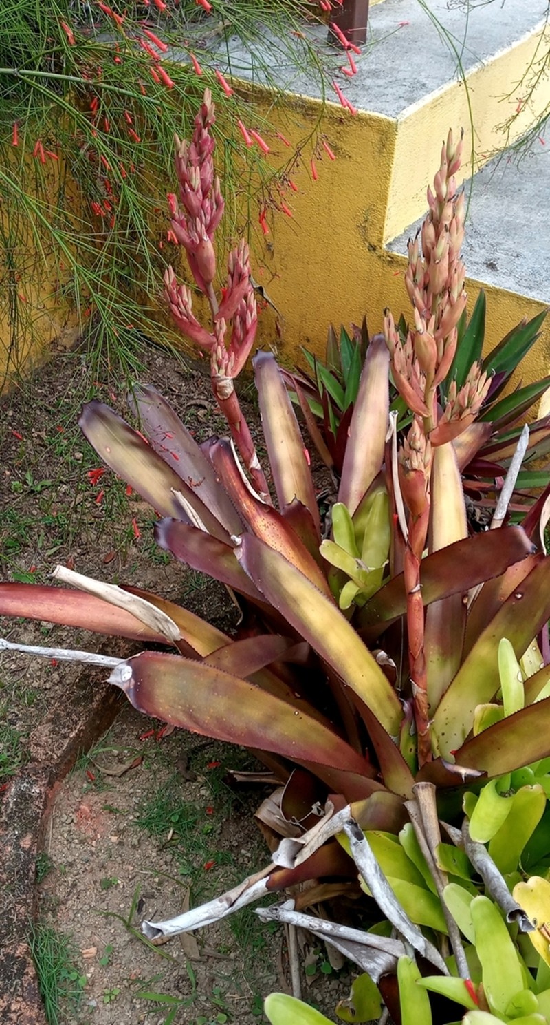 Aechmea catendensis photo 6