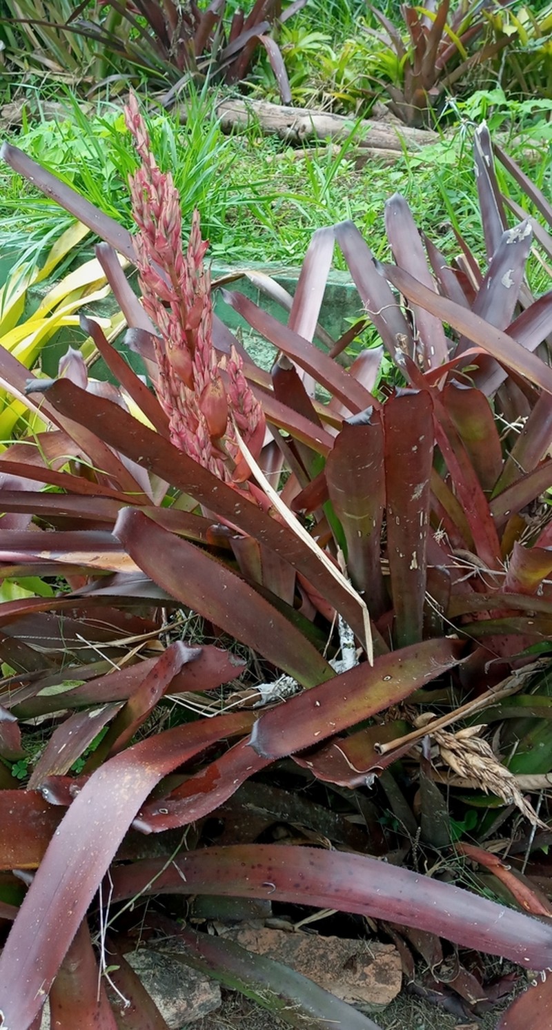 Aechmea catendensis photo 7