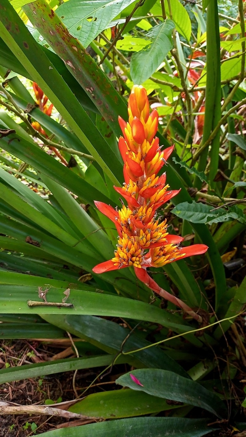Aechmea catendensis photo 8