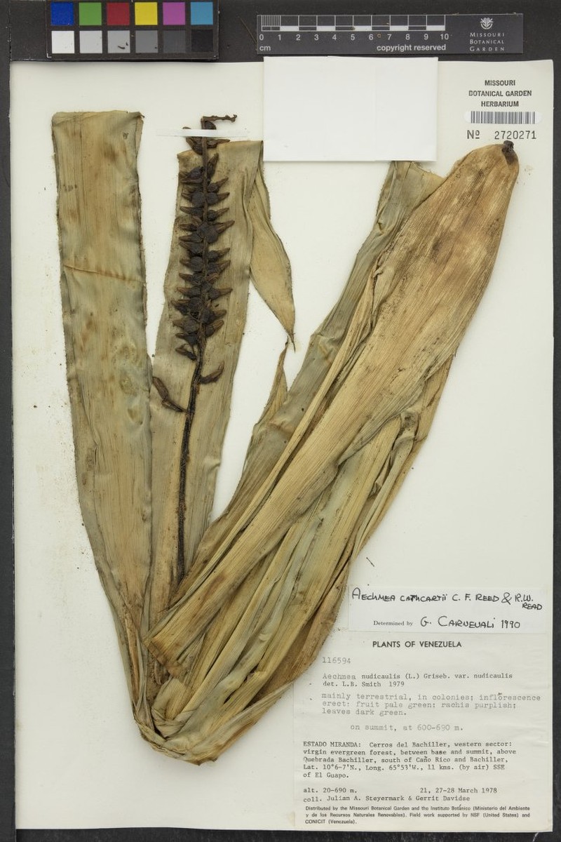 Aechmea cathcartii photo 2