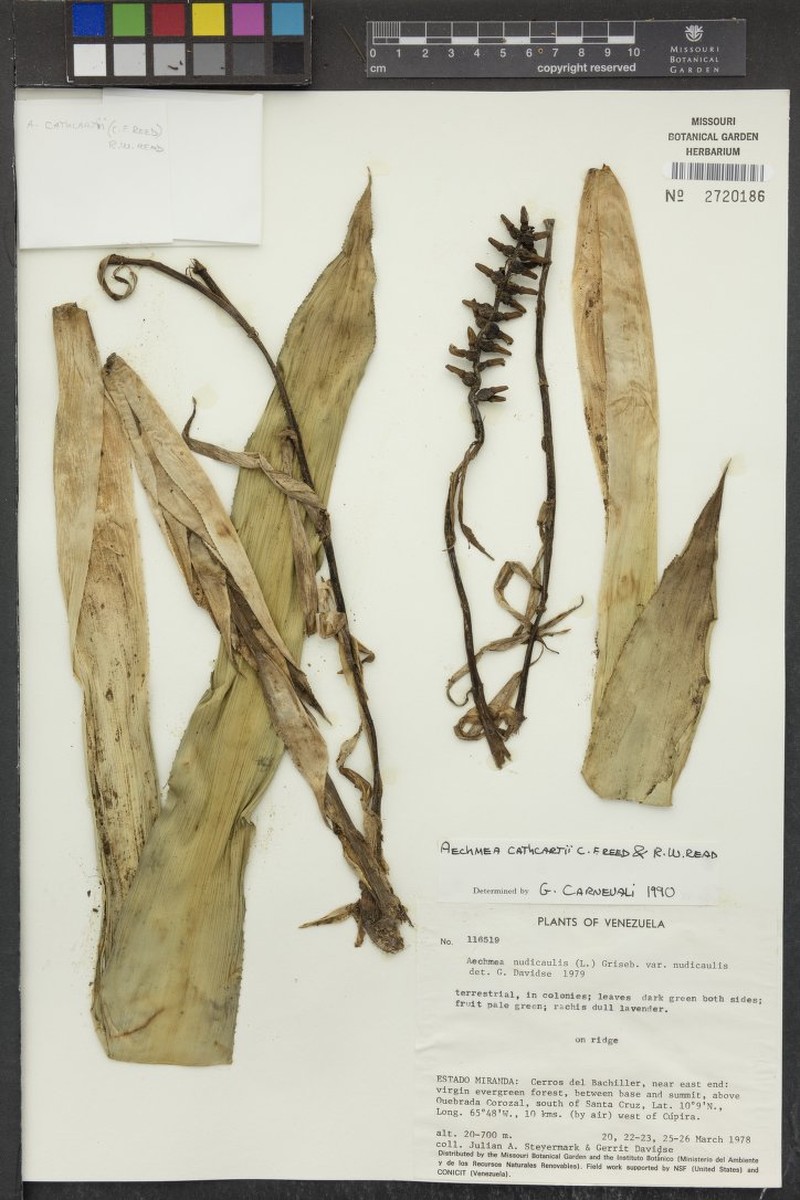 Aechmea cathcartii photo 3