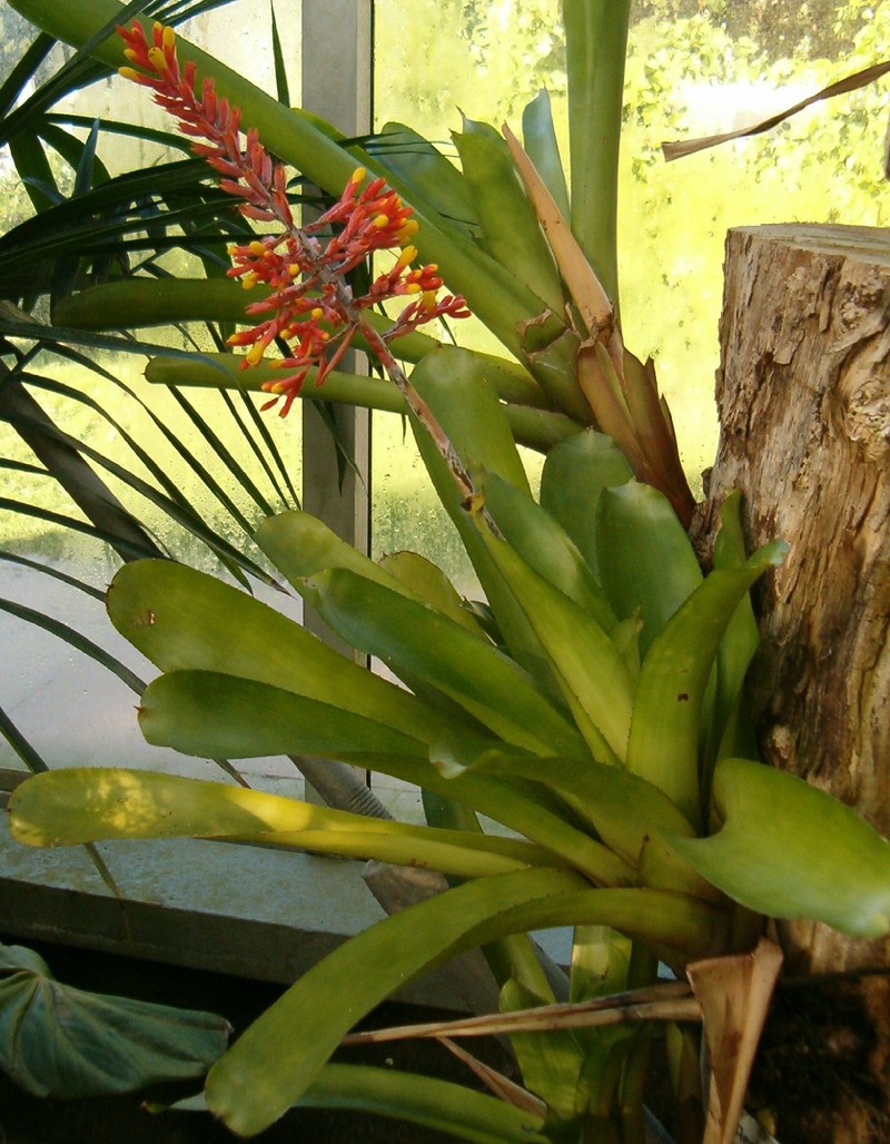 Aechmea caudata
