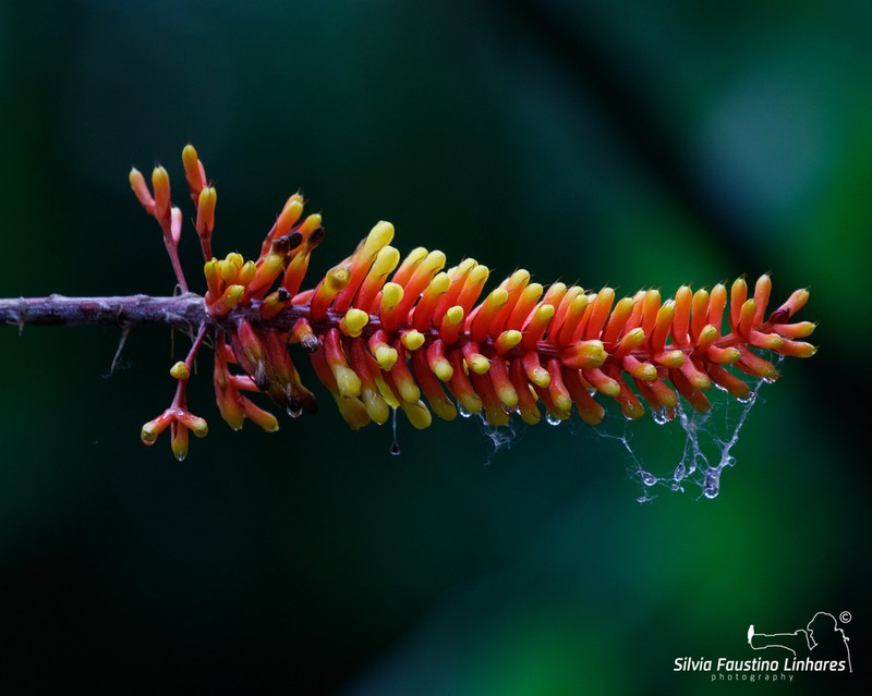 Aechmea caudata photo 2